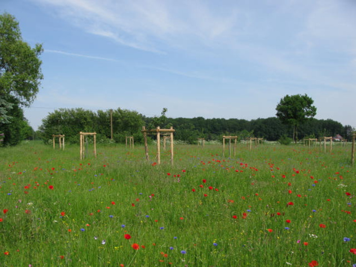 Neuanlage einer Obstwiese in Drensteinfurt (Quelle: Kreis Warendorf)