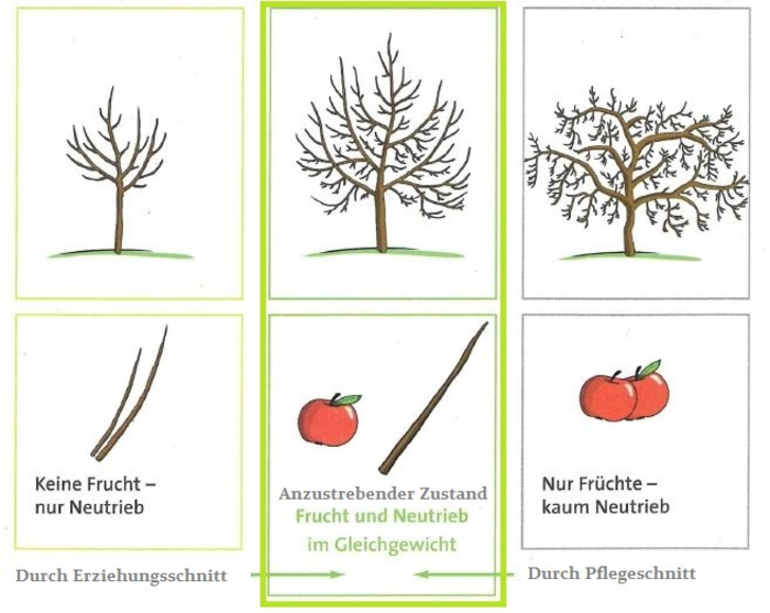 Modellhafte natürliche Entwicklungsphasen in der Jugend, im Ertrag und im Alter (Quelle: VORBECK 2011, bearbeitet)